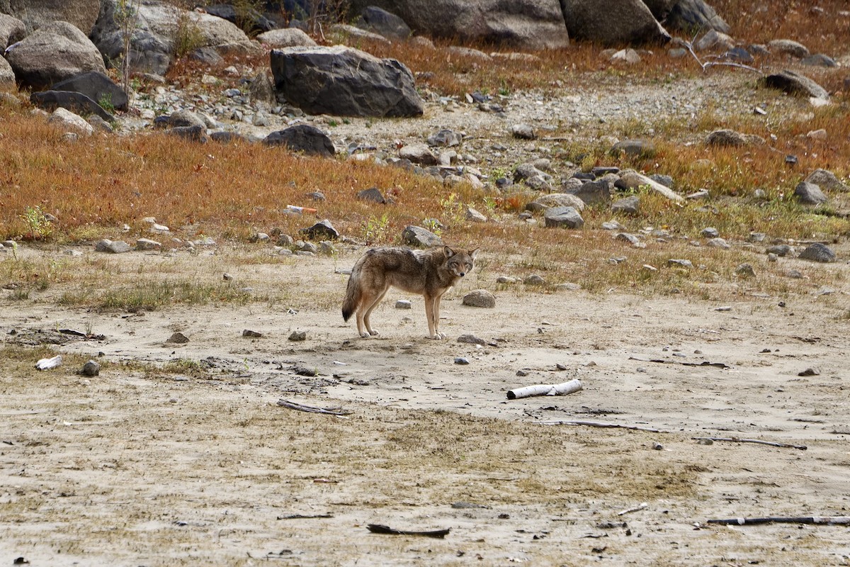 Coyote - ML644706007