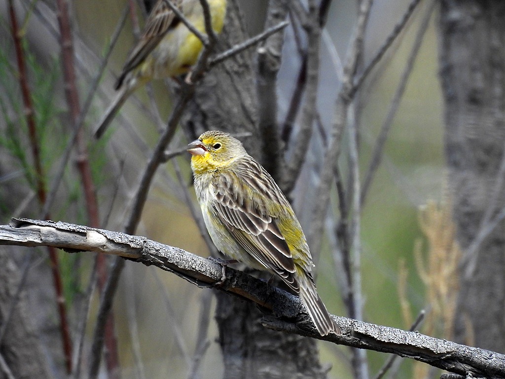 Kurzschnabel-Gilbtangare - ML644706013