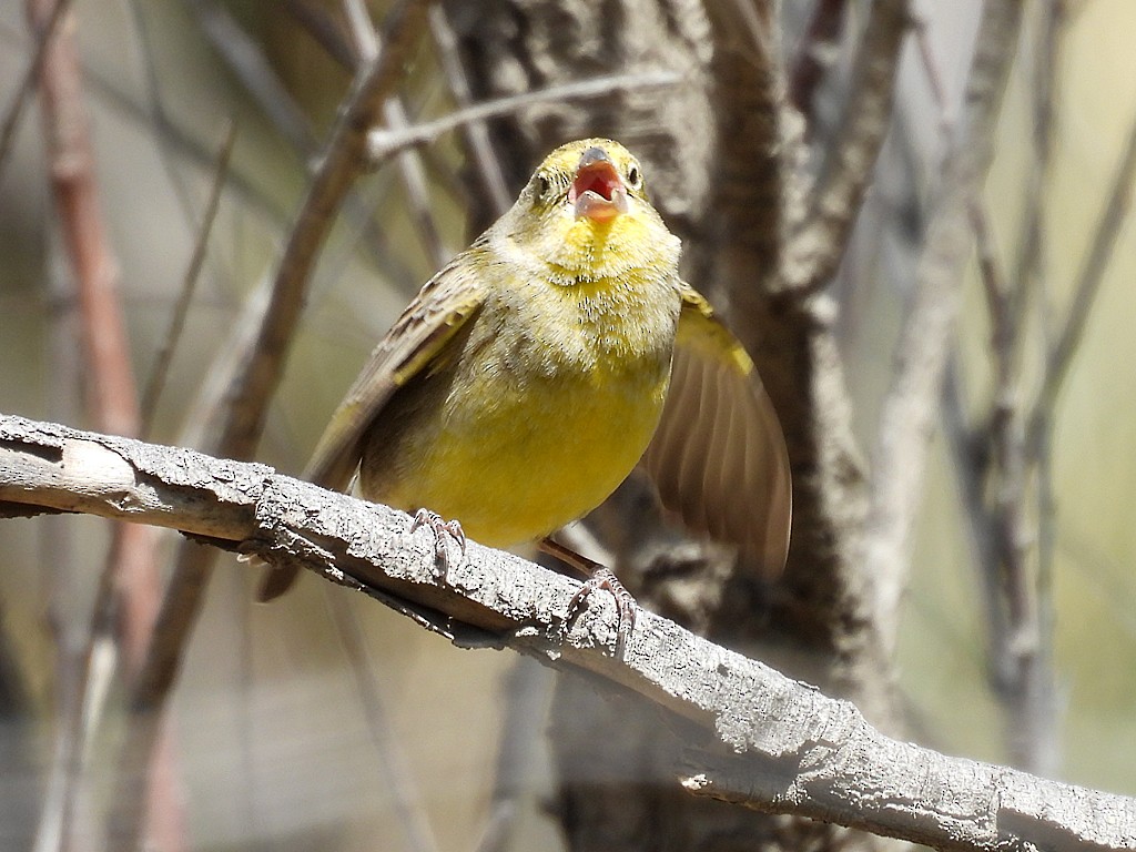 Kurzschnabel-Gilbtangare - ML644706015