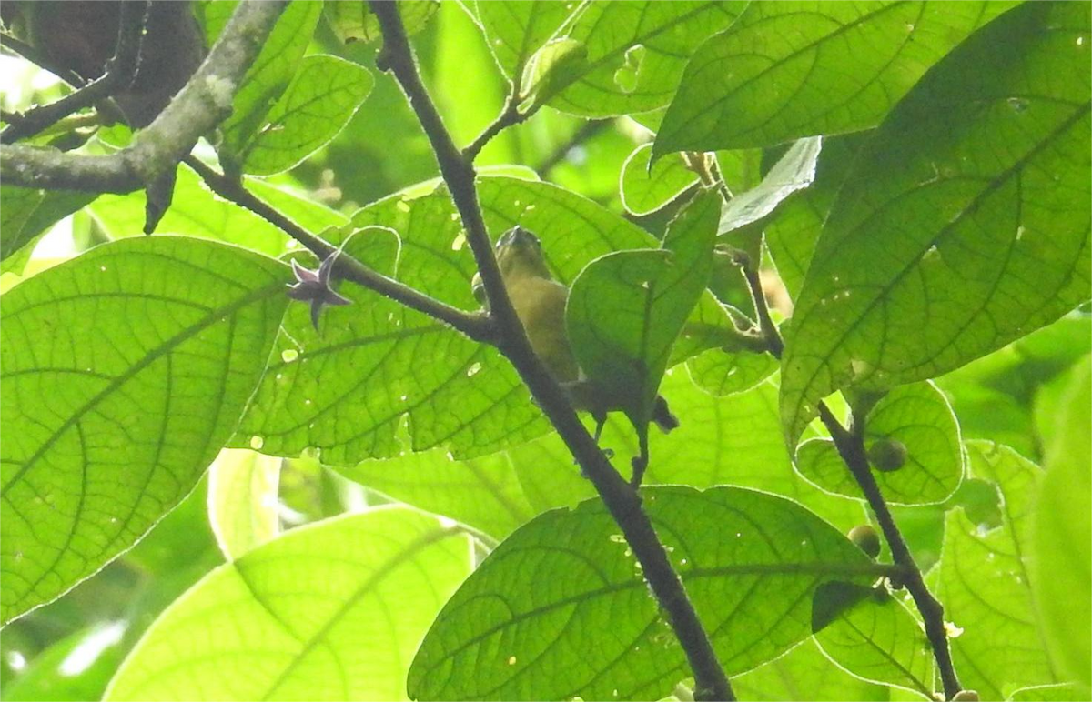 Olivrückenorganist - ML644706018