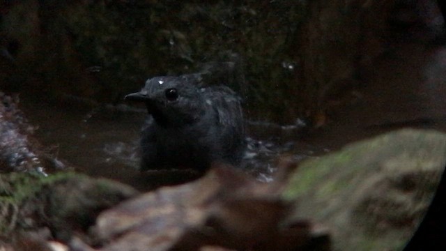 シングセウロコアリドリ - ML644706024