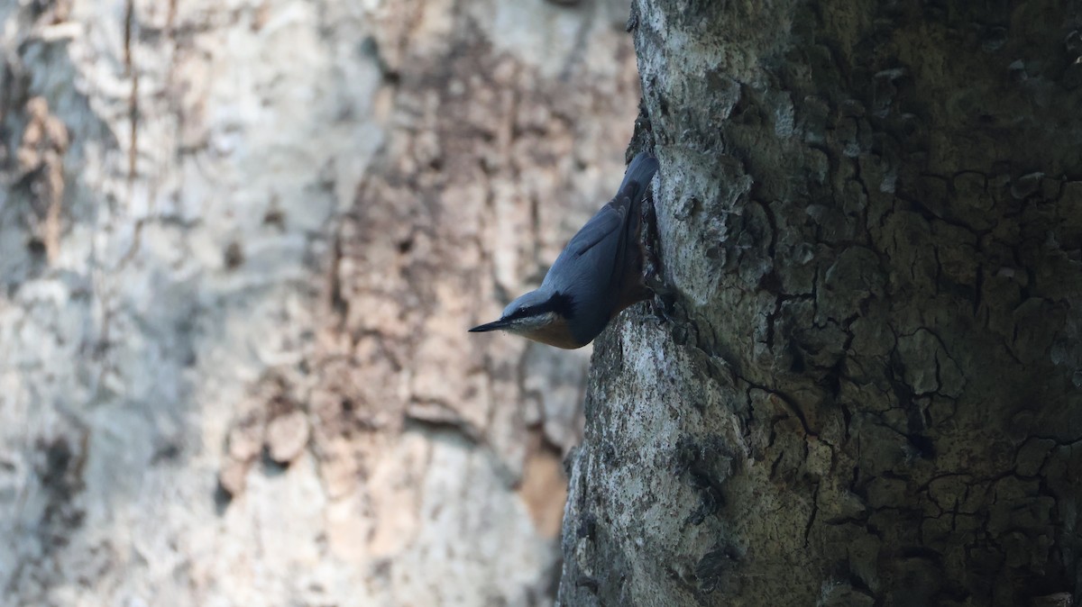 Indian Nuthatch - ML644706030
