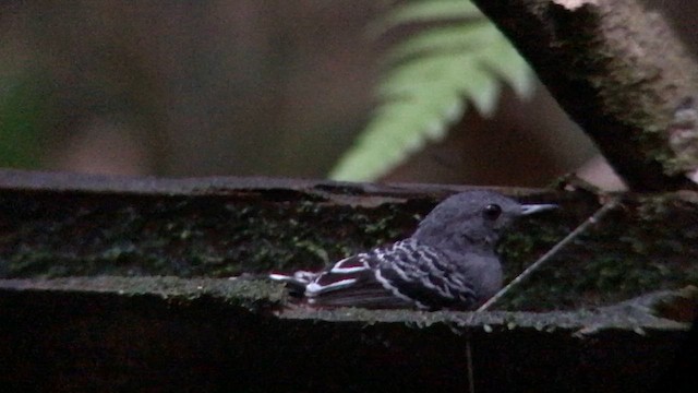 シングセウロコアリドリ - ML644706031