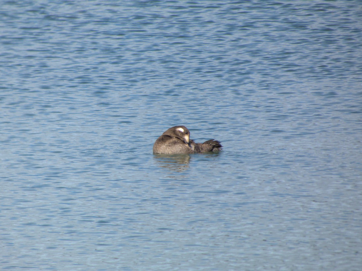 White-winged Scoter - ML644706037