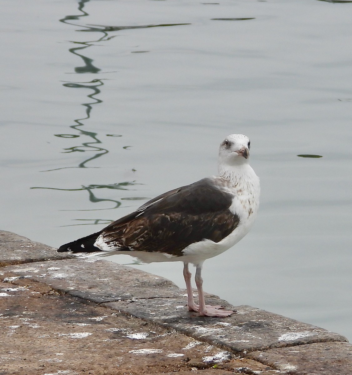 ニシセグロカモメ - ML644706040