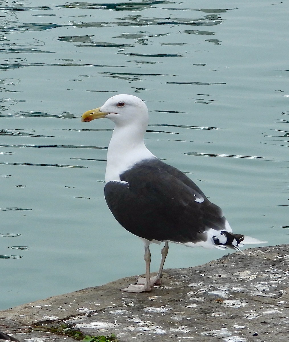 Büyük Kara Sırtlı Martı - ML644706046