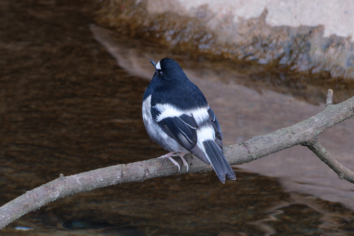 小剪尾 - ML644706048