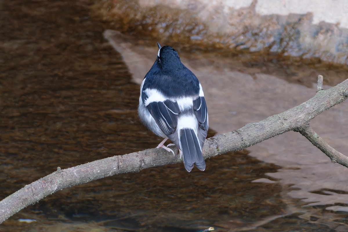 小剪尾 - ML644706050