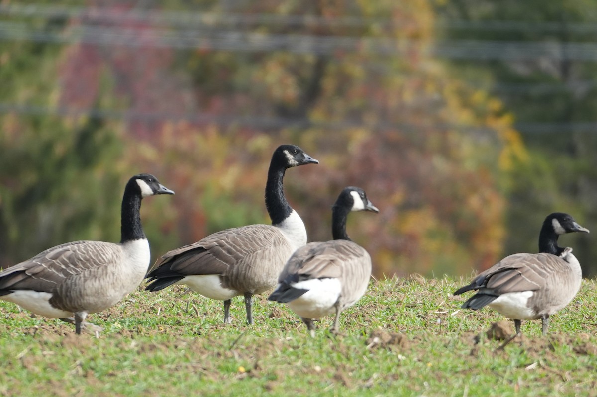 berneška velká - ML644706052