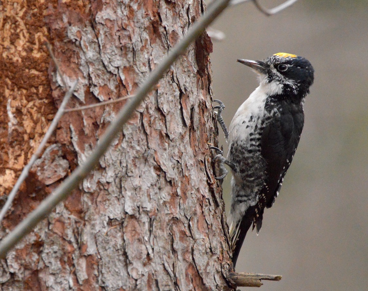 American Three-toed Woodpecker - ML644706059