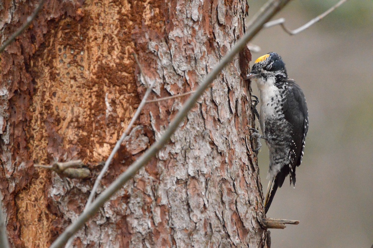American Three-toed Woodpecker - ML644706060