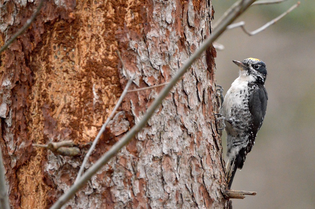 American Three-toed Woodpecker - ML644706061