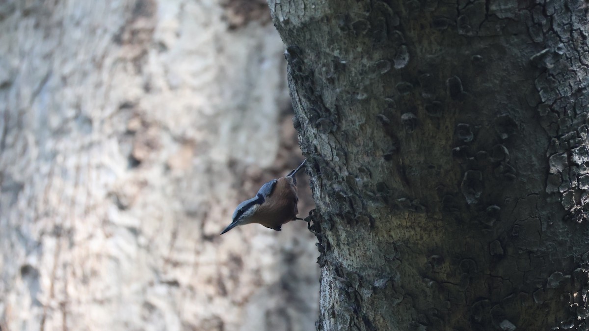 Indian Nuthatch - ML644706062