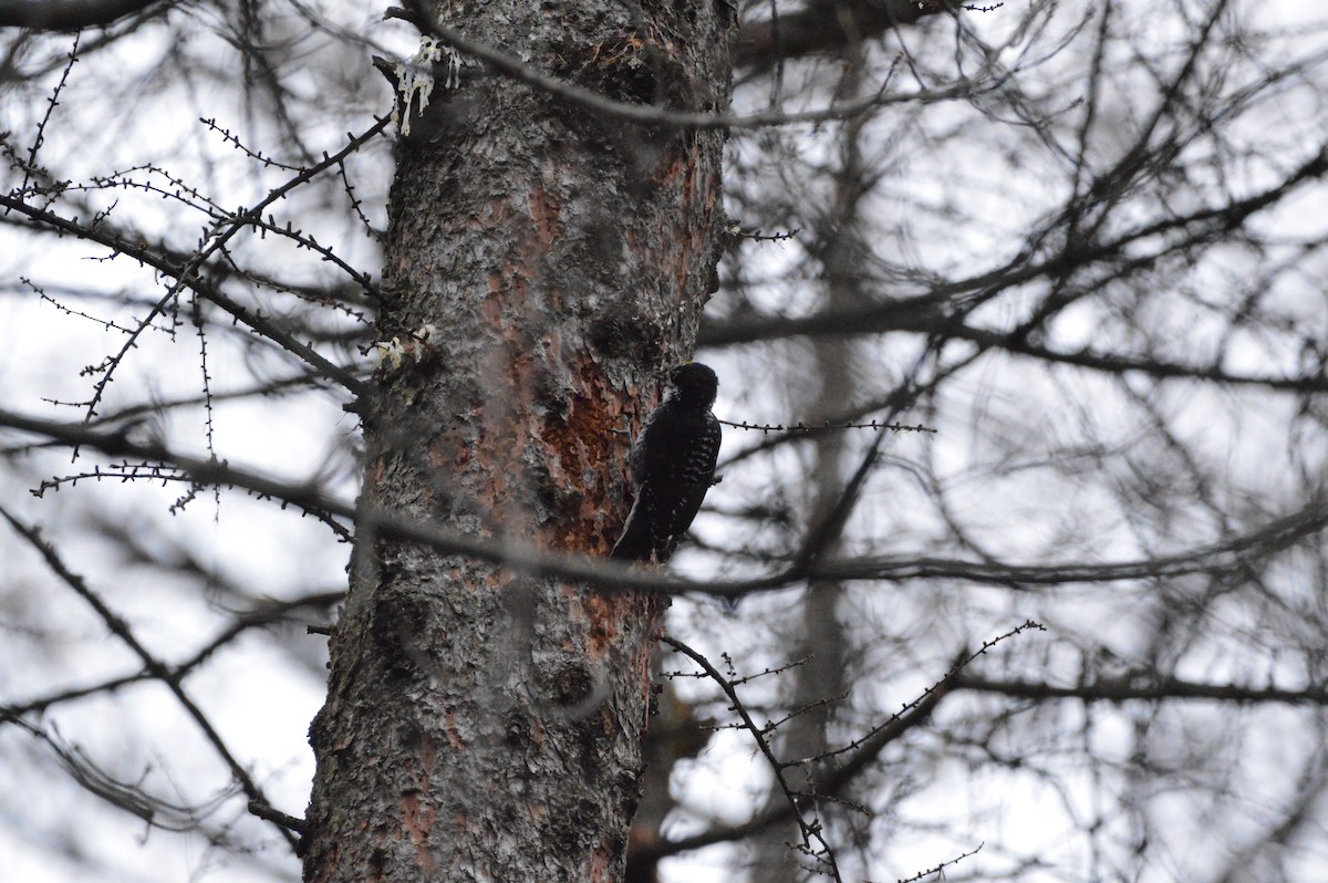 American Three-toed Woodpecker - ML644706063