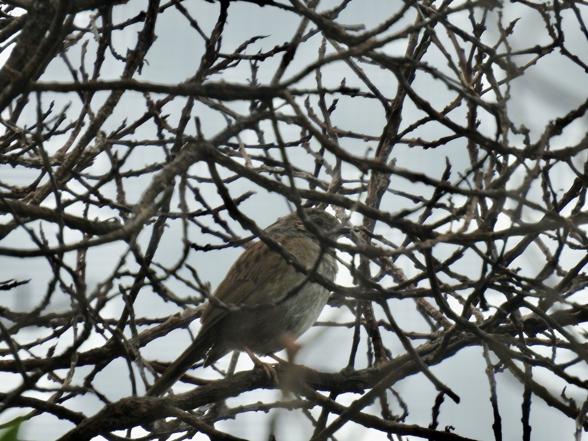 jernspurv - ML644706066