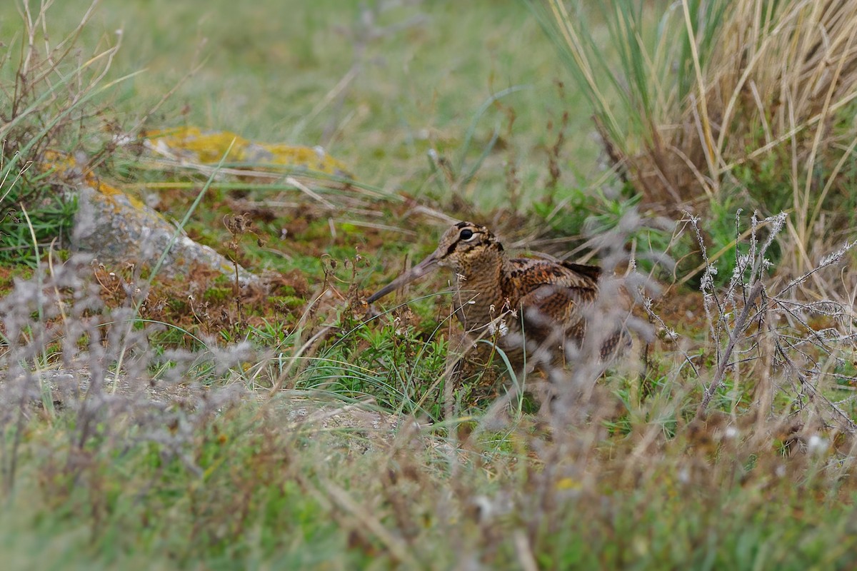 Eurasian Woodcock - ML644706081