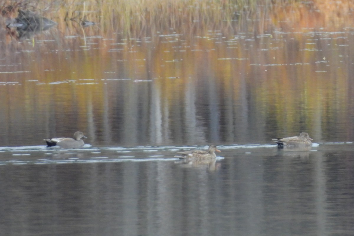 Gadwall - ML644706091