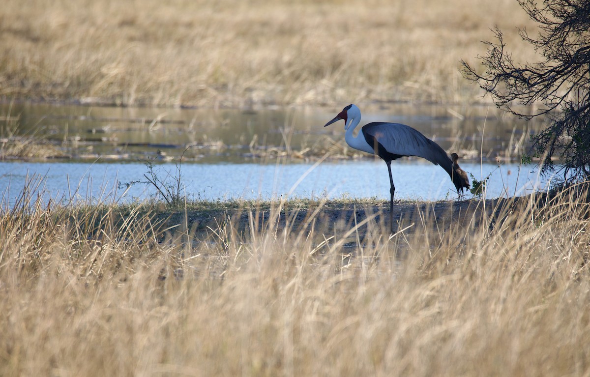 Kurrilo biboteduna - ML644706107