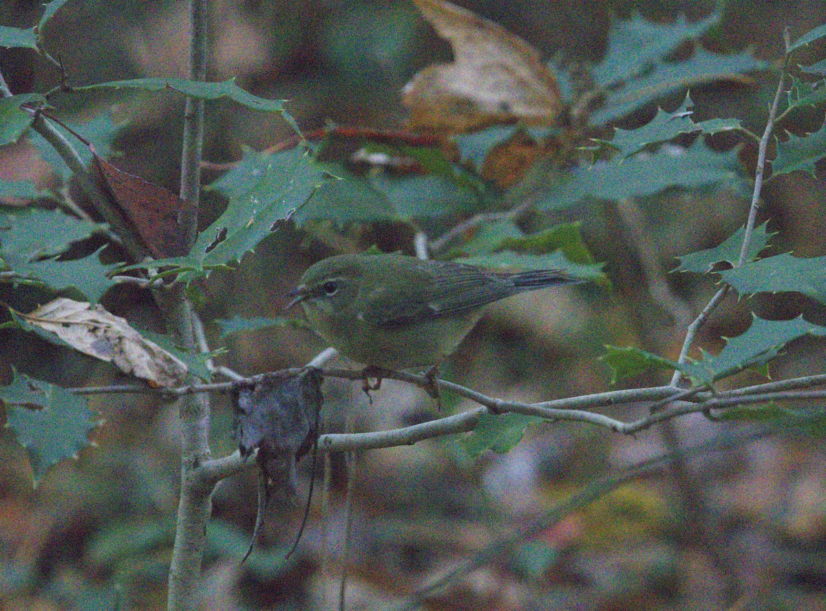 סבכון שחור-גרון - ML644706110