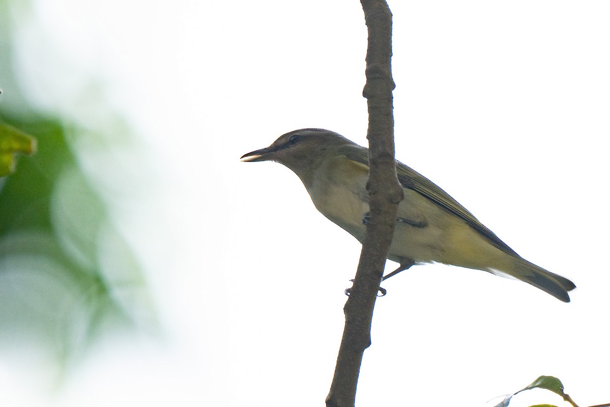 Yucatan Vireo - ML644706115