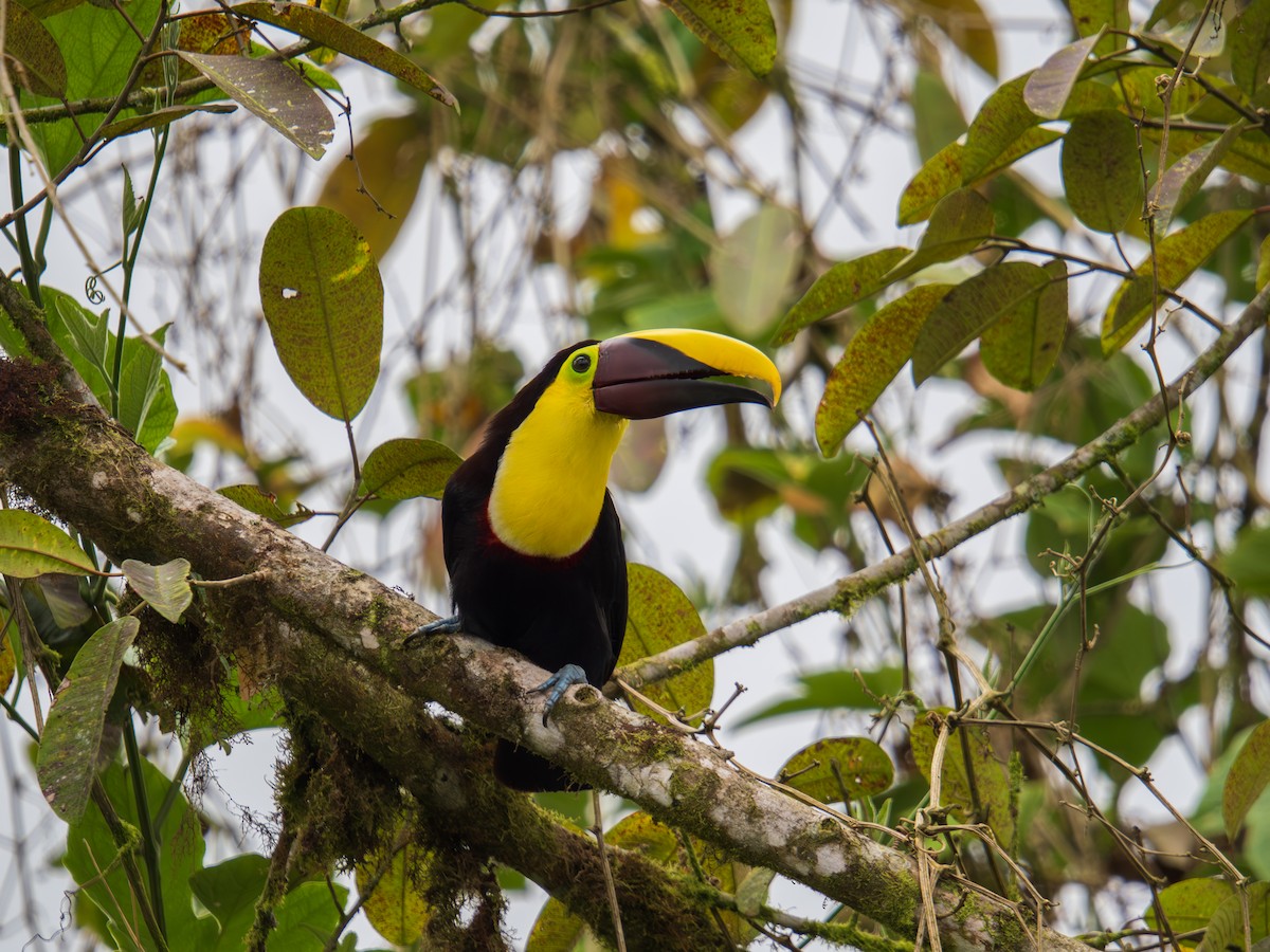 Yellow-throated Toucan (Chestnut-mandibled) - ML644706120