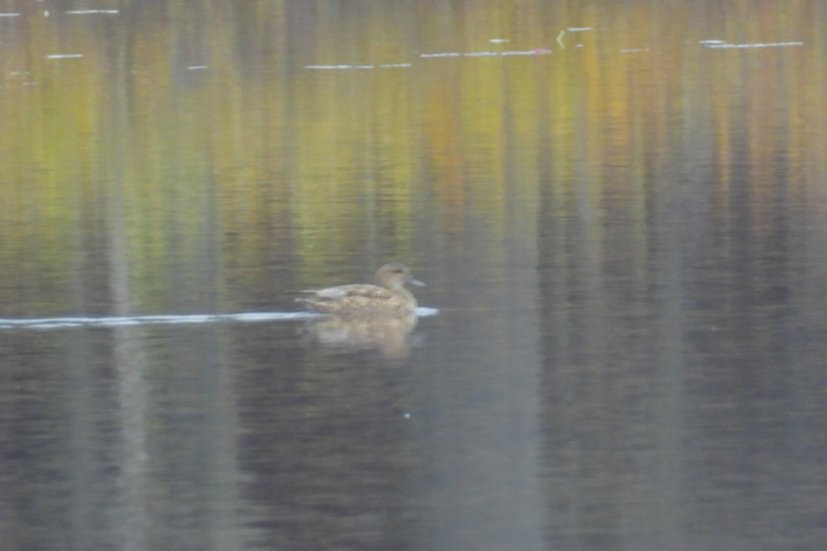 Gadwall - ML644706123