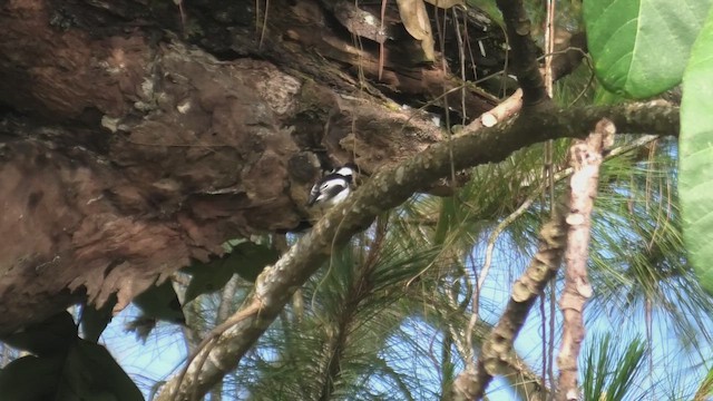 ハジロマユヒタキ - ML644706124