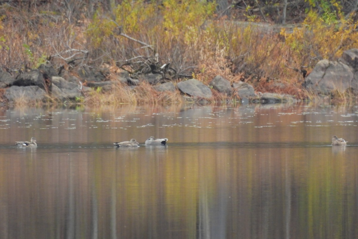 Gadwall - ML644706150