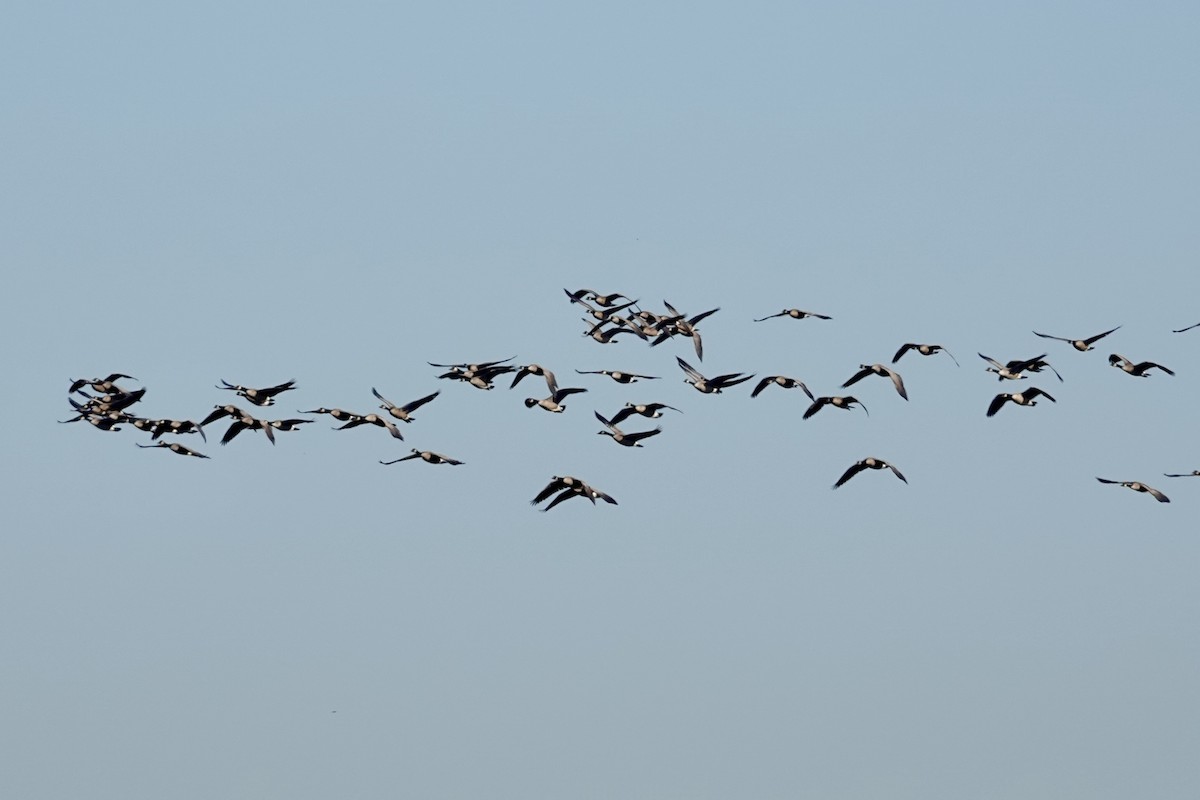 berneška velká - ML644706156