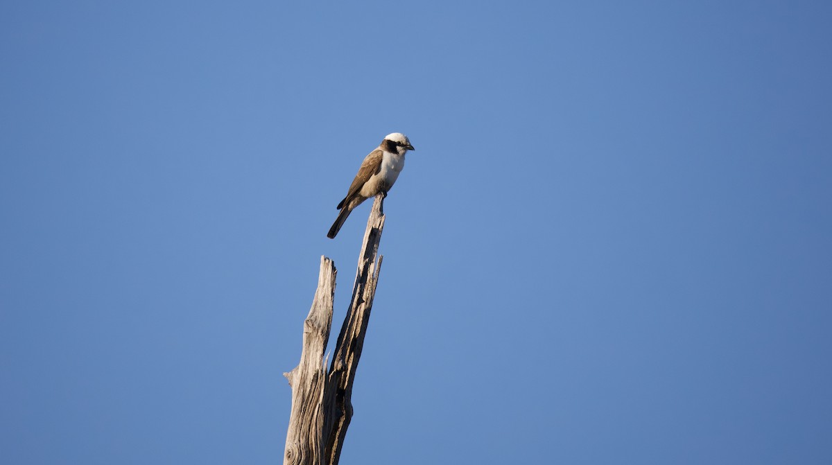 Eurocéphale à couronne blanche - ML644706183
