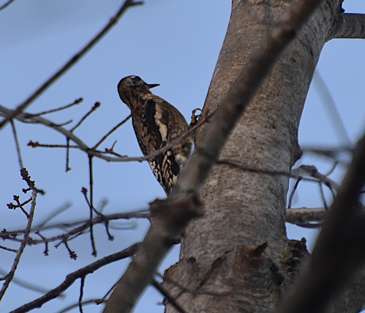 kanadasevjespett - ML644706190