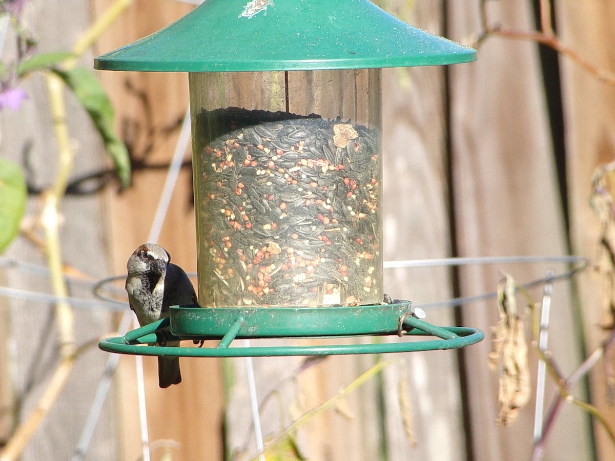 House Sparrow - ML644706205