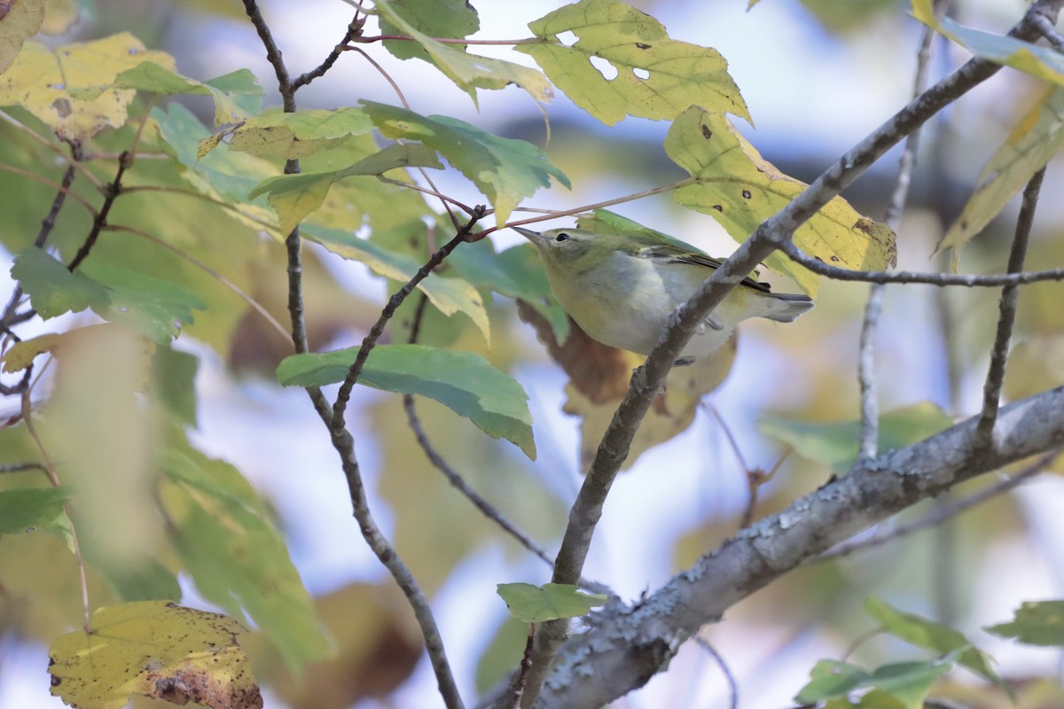 Tennessee Warbler - ML644706213