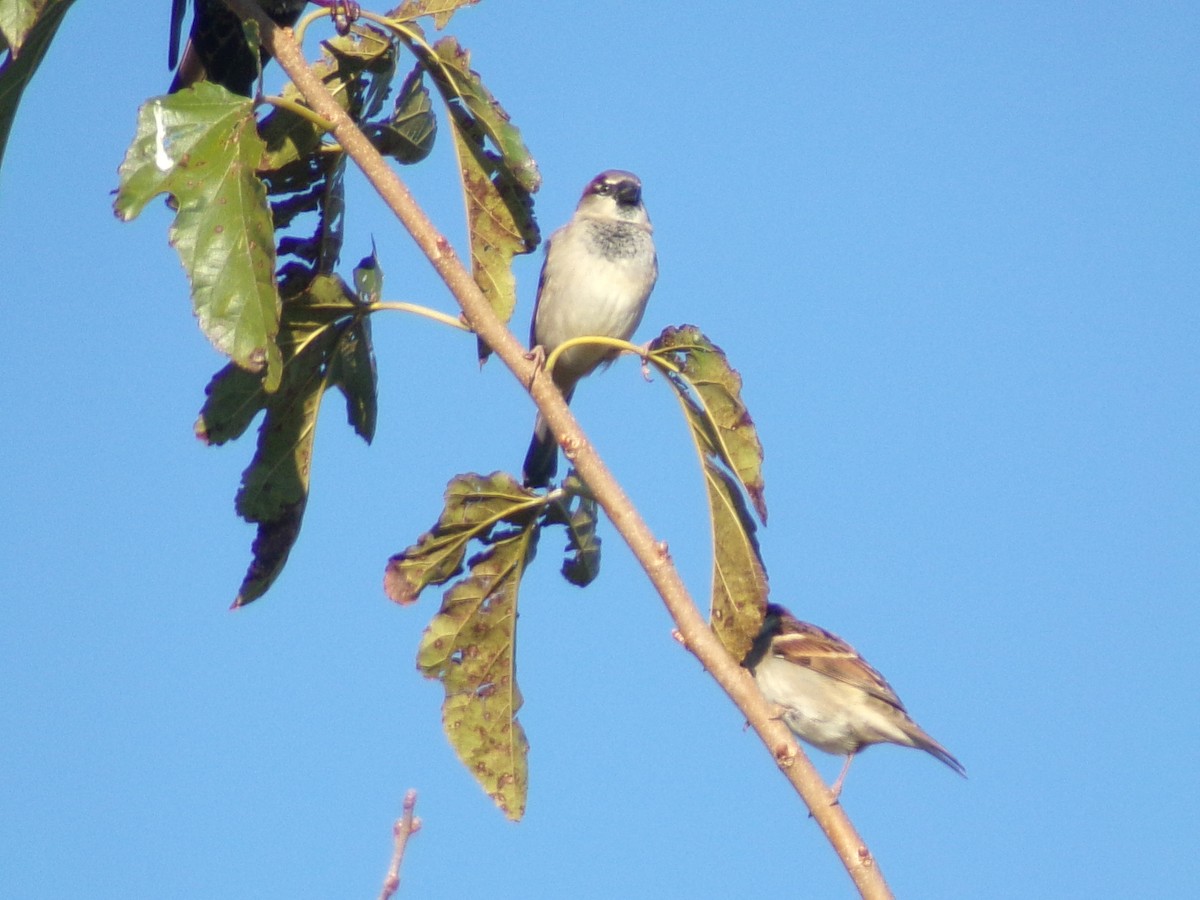 House Sparrow - ML644706215