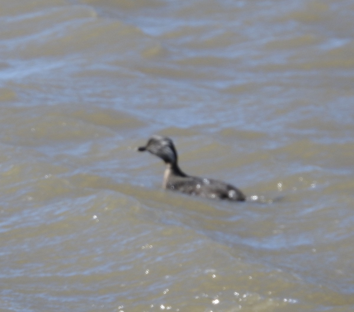 Hoary-headed Grebe - ML644706216