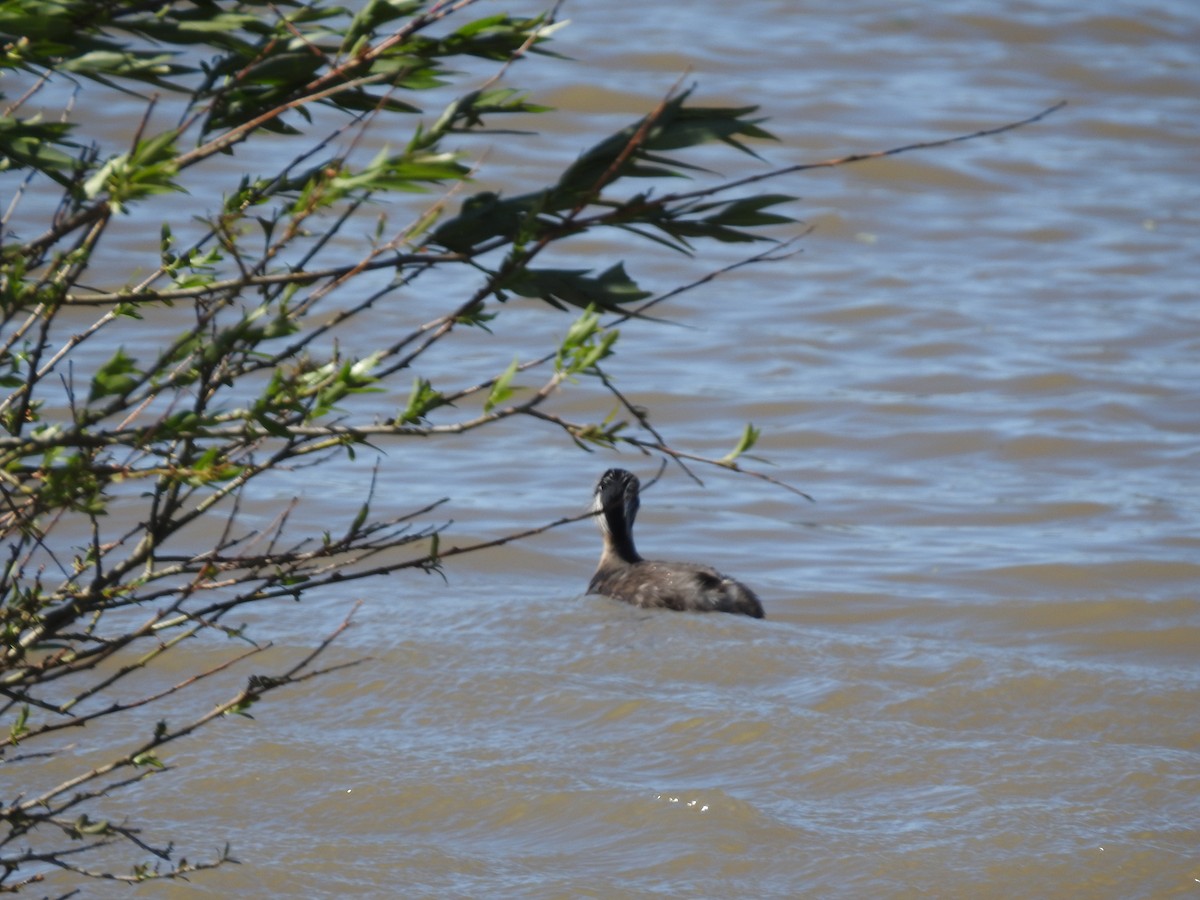 Hoary-headed Grebe - ML644706217