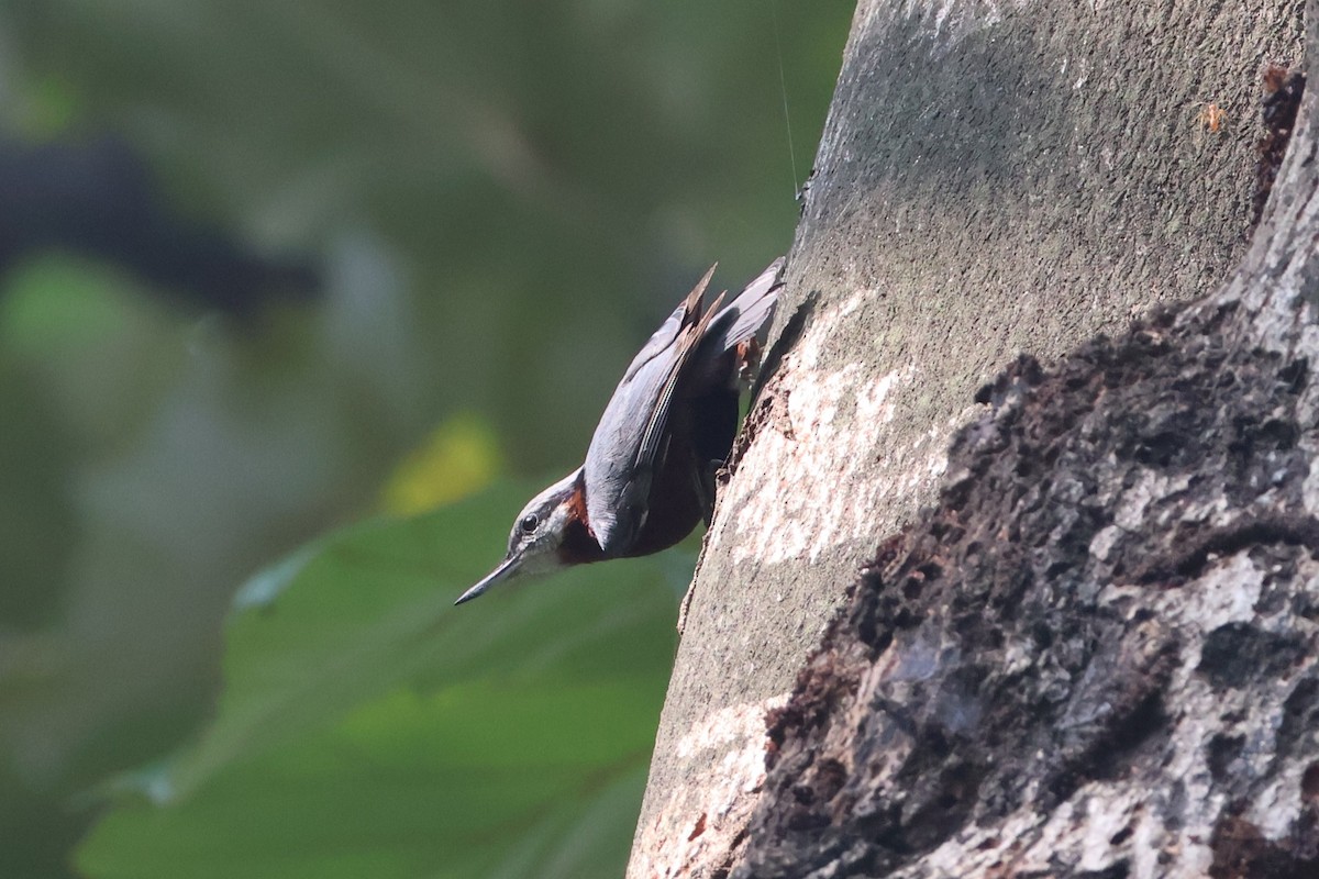 Indian Nuthatch - ML644706227