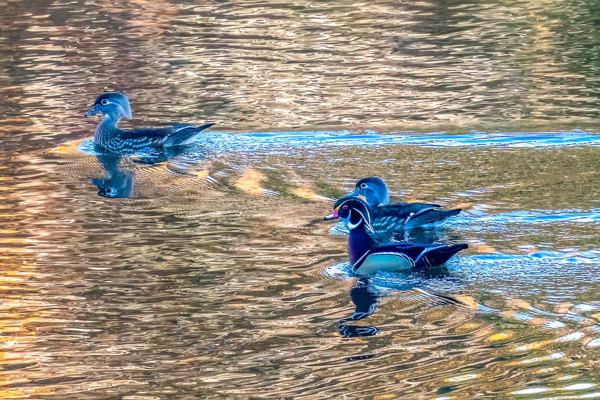 Каролінка - ML644706229