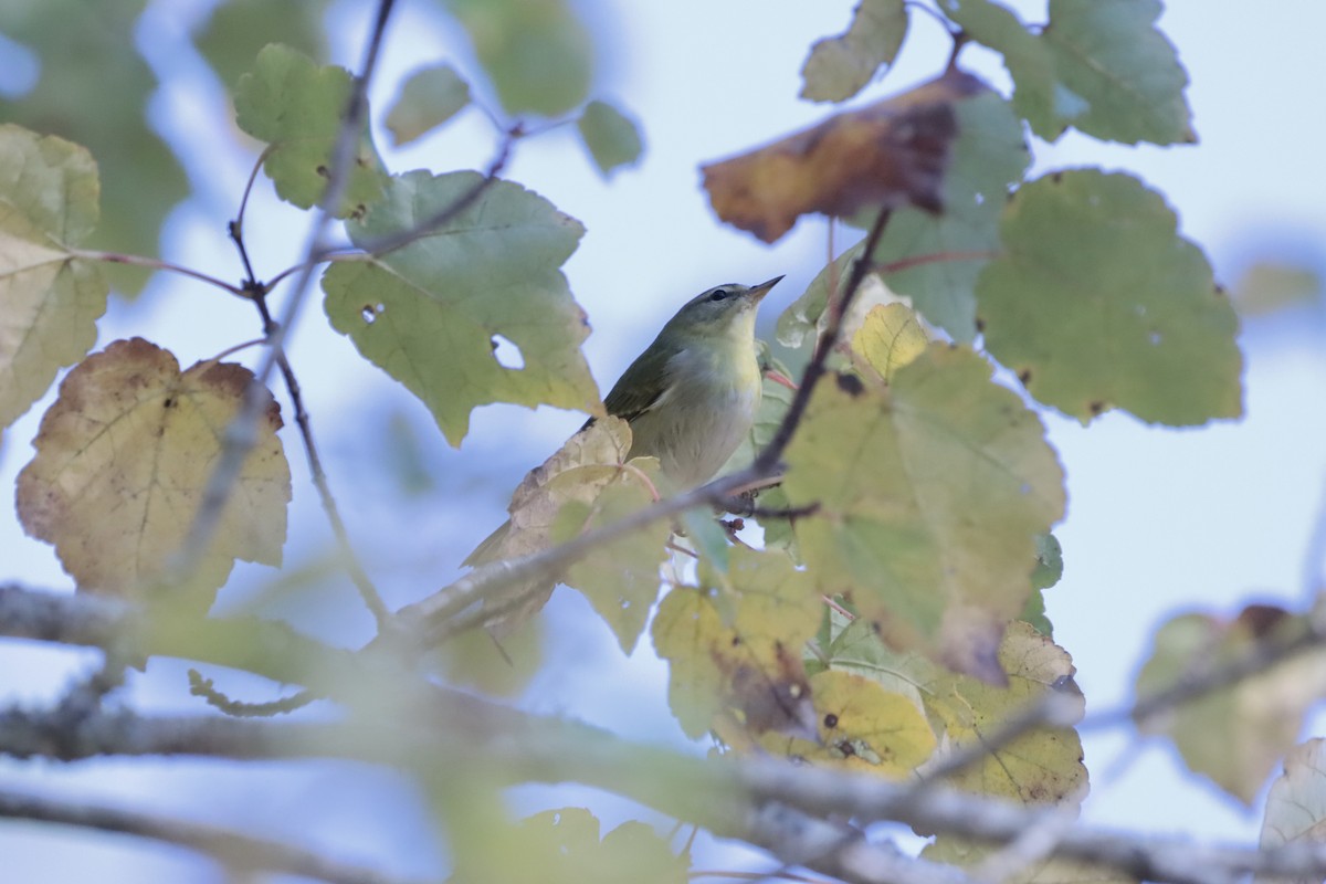 Tennessee Warbler - ML644706232