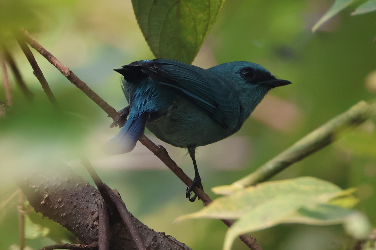 Verditer Flycatcher - ML644706233