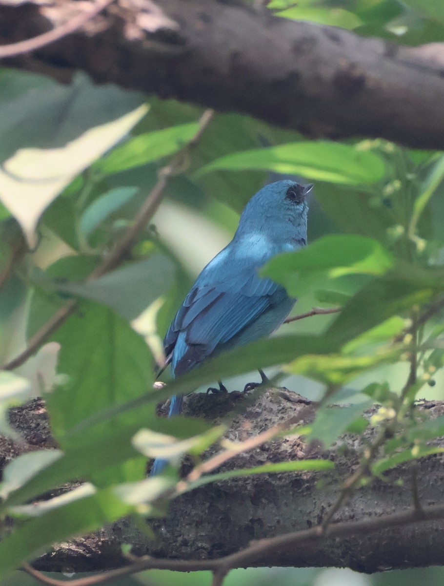 Verditer Flycatcher - ML644706234