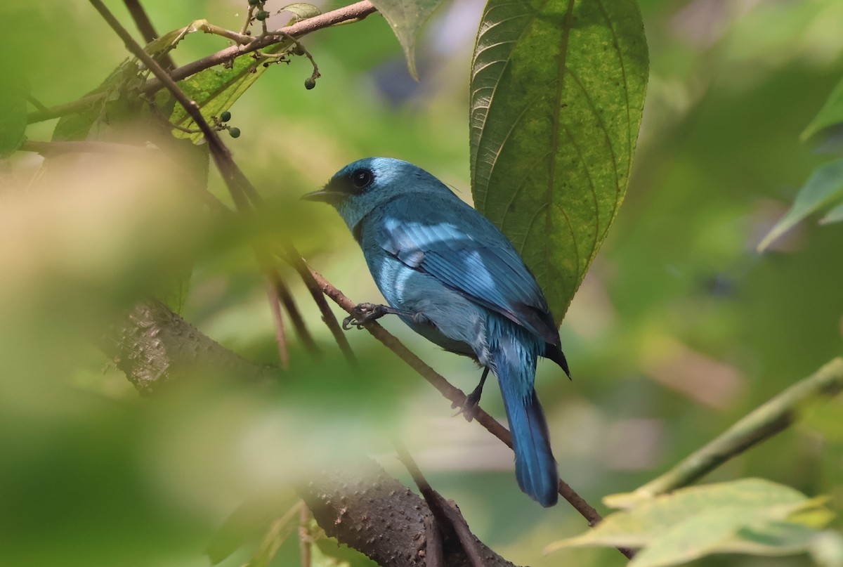 Verditer Flycatcher - ML644706235