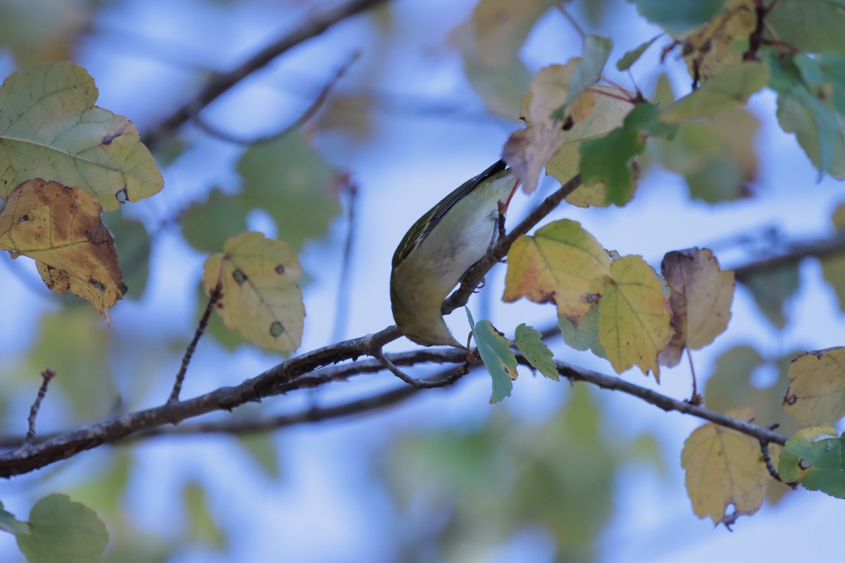Tennessee Warbler - ML644706241
