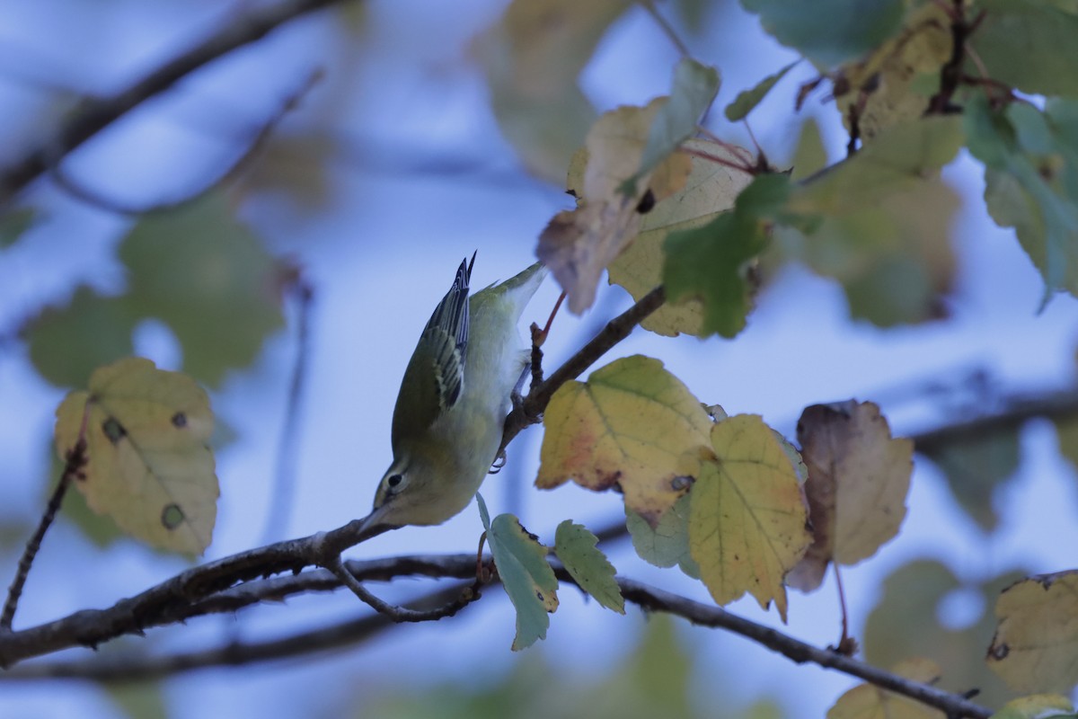 Tennessee Warbler - ML644706245