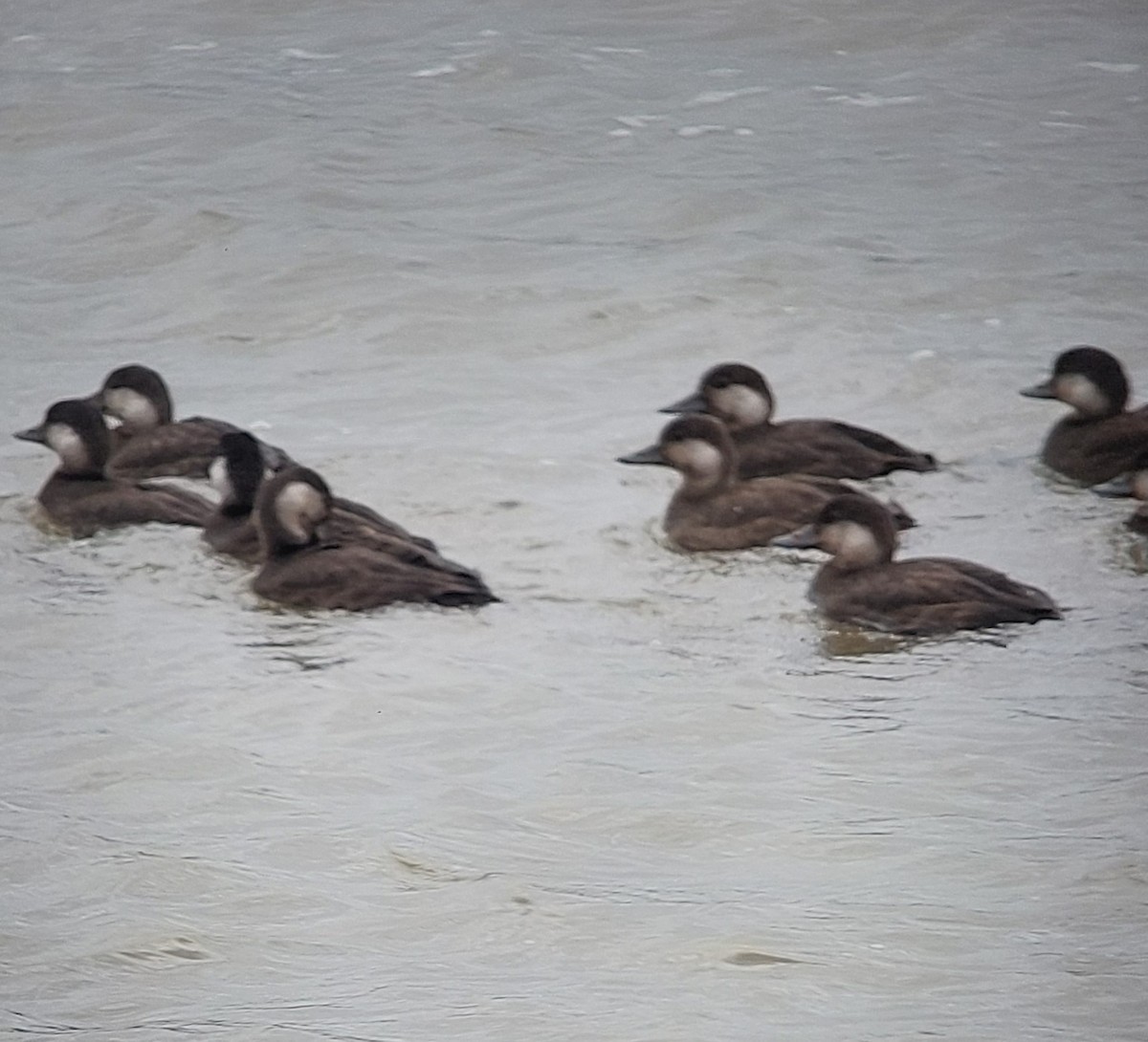 Black Scoter - ML644706250