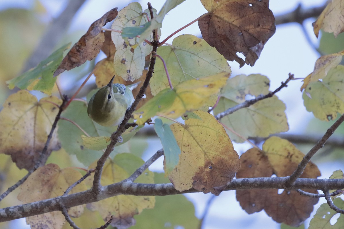 Tennessee Warbler - ML644706251