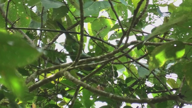 アカフサゴシキドリ - ML644706252