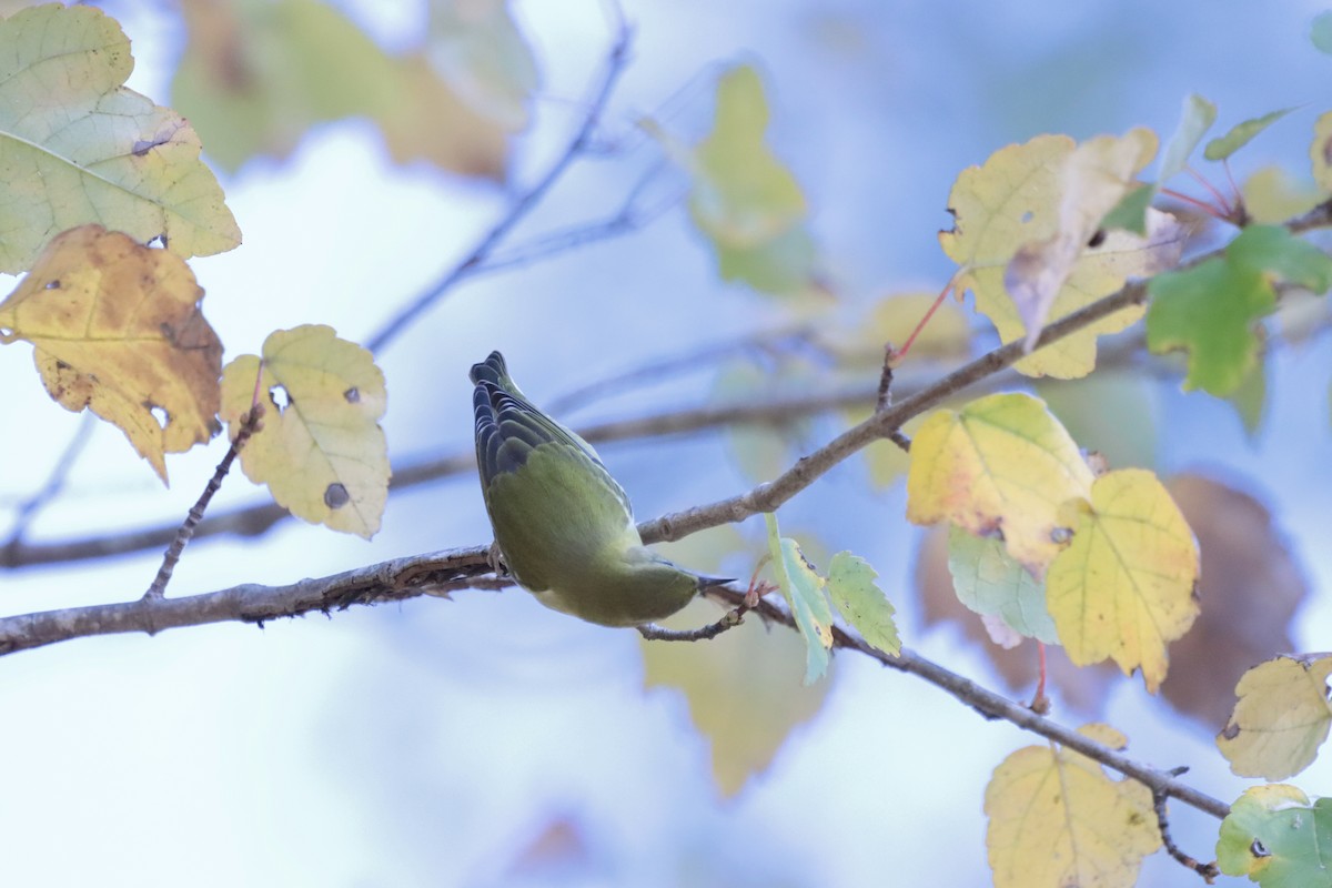 Tennessee Warbler - ML644706258
