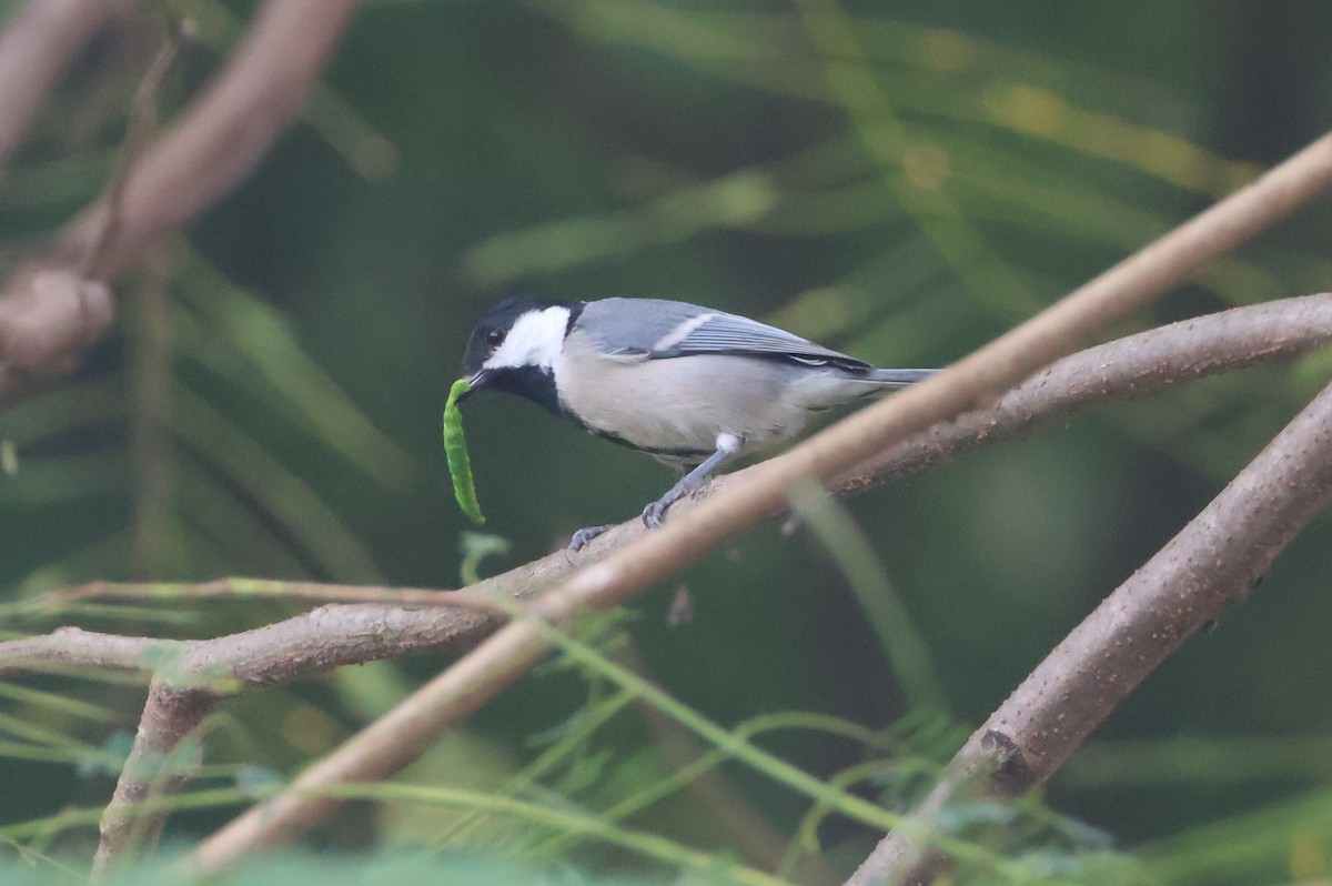 Asian Tit - ML644706259