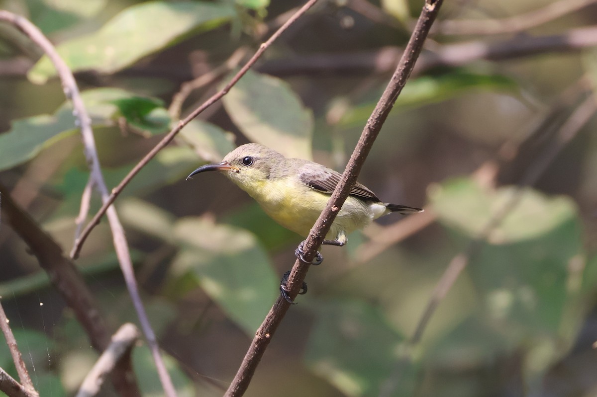 Purple Sunbird - ML644706262